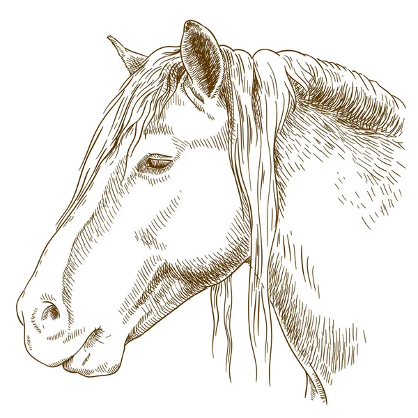 Grabado ilustración de la cabeza de caballo — Archivo Imágenes Vectoriales