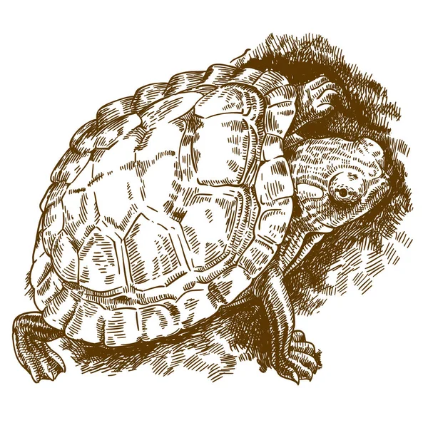 Gravur Illustration der Schildkröte — Stockvektor