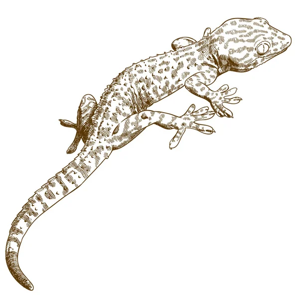 gecko oyma çizimi