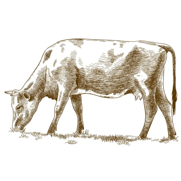 Gravure illustration de vache — Image vectorielle