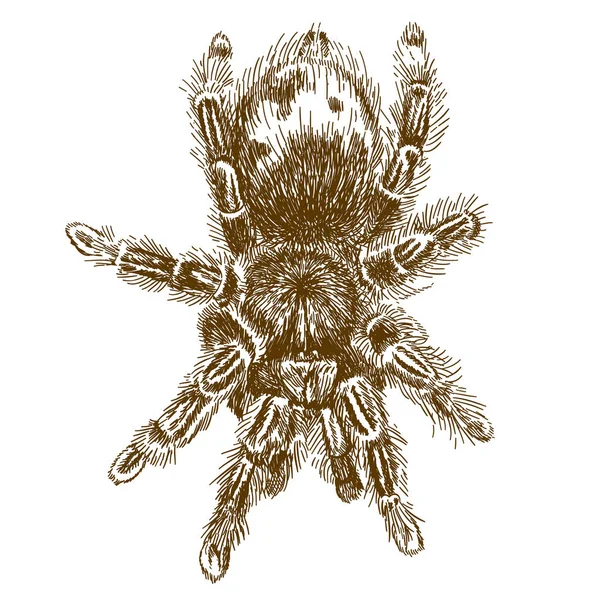 Gravyr illustration av tarantula — Stock vektor