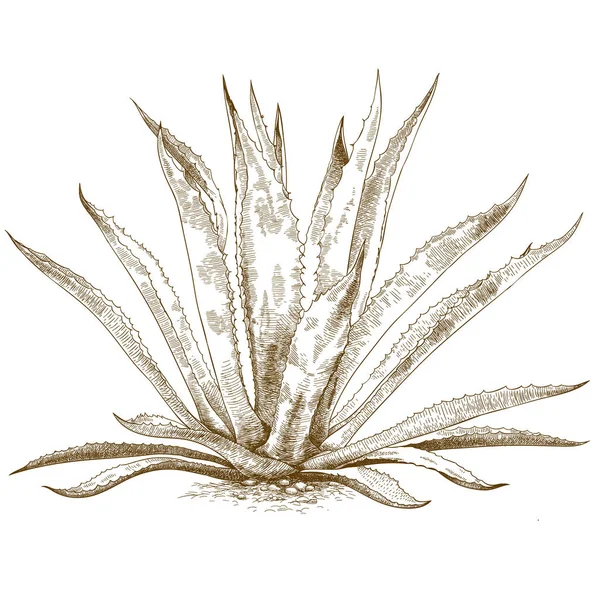 Gravure illustration de l'agave bleue — Image vectorielle