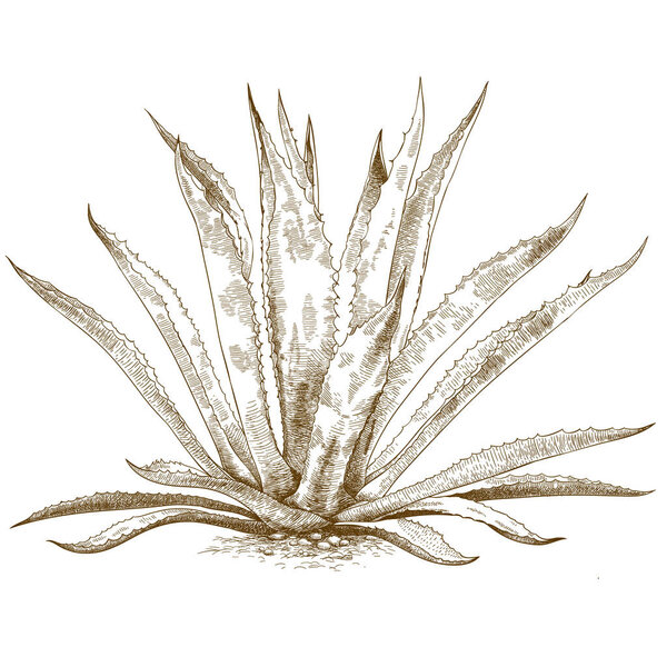 engraving illustration of  blue agave