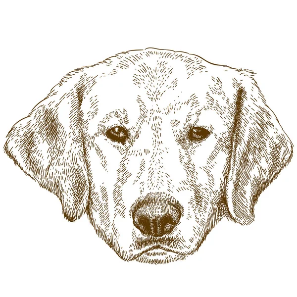 Engraving illustration of labrador head — Stock Vector