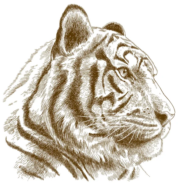 Engraving illustration of tiger head — Stock Vector