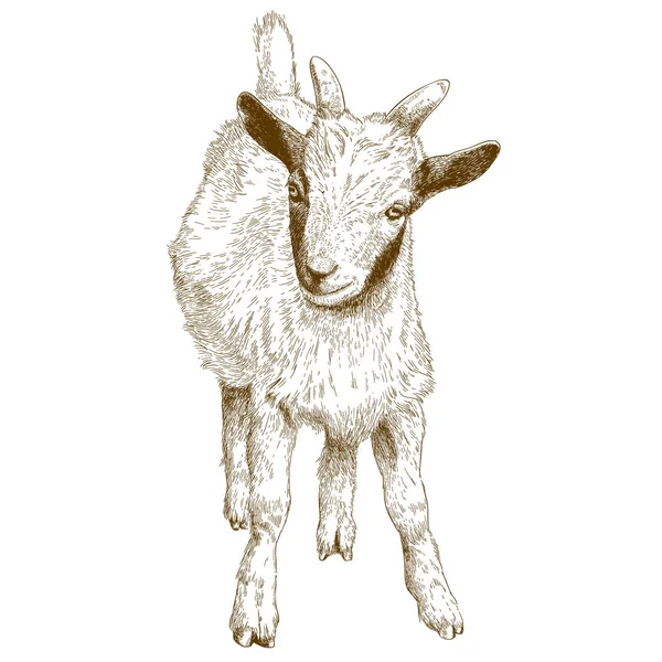 Gravura ilustração do cabrito — Vetor de Stock