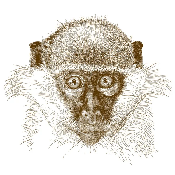 Yeşil maymun namlu oyma çizimi