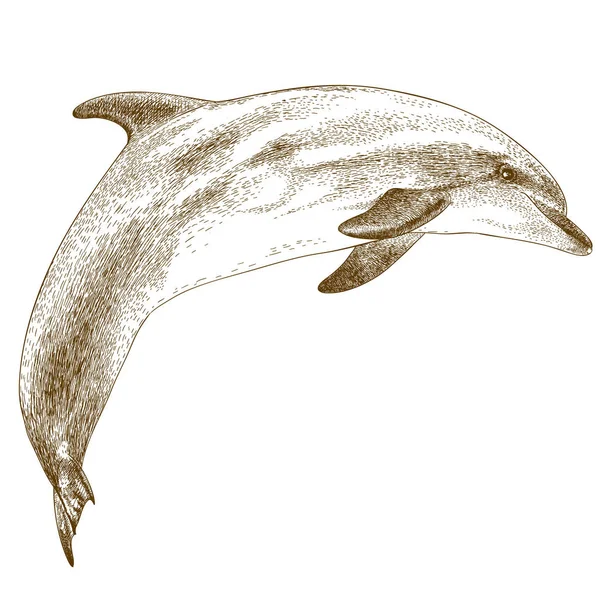 Gravure illustration de dauphin — Image vectorielle
