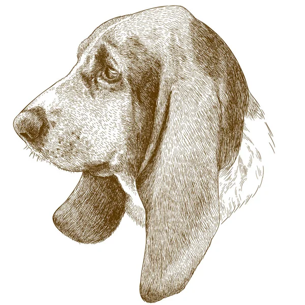 Gravura ilustração antiga da cabeça basset hound — Vetor de Stock