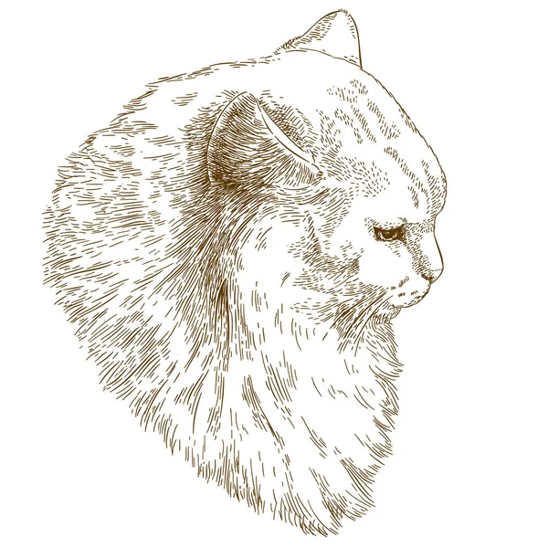 Grabado ilustración de hocico de gato grande — Vector de stock