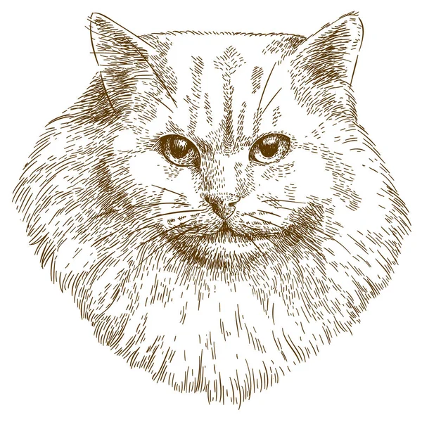 Grawerowanie ilustracja kot morda — Wektor stockowy