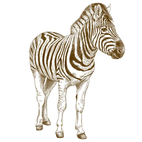 Incisione illustrazione della zebra africana — Vettoriale Stock