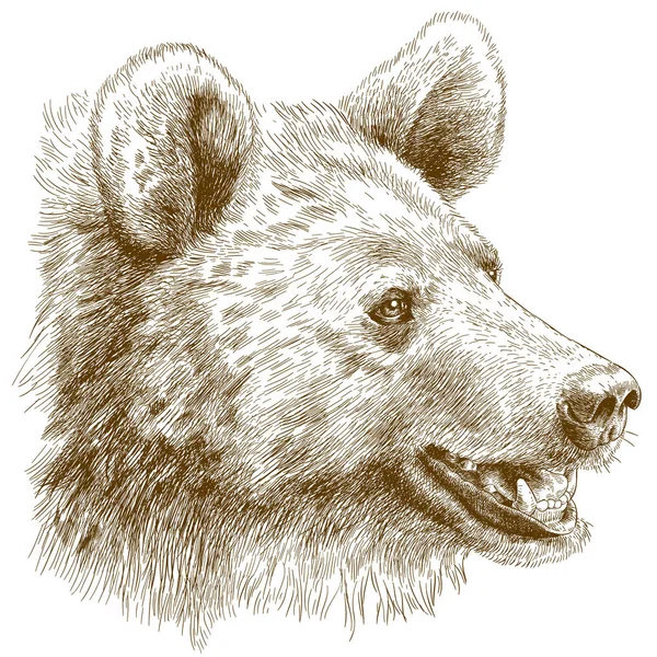 Grawerowanie ilustracja niedźwiedź głowy — Wektor stockowy
