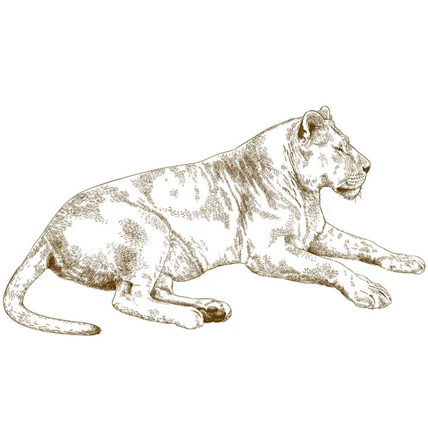 雌ライオンの彫刻のイラスト — ストックベクタ