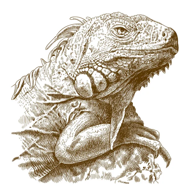 Incisione illustrazione della testa dell'iguana — Vettoriale Stock