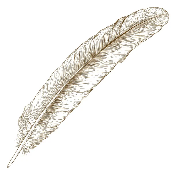 Engraving  illustration of feather — Stock Vector