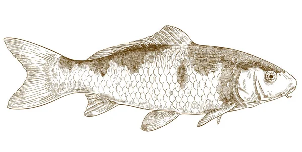 Gravyr illustration av koi fisk — Stock vektor