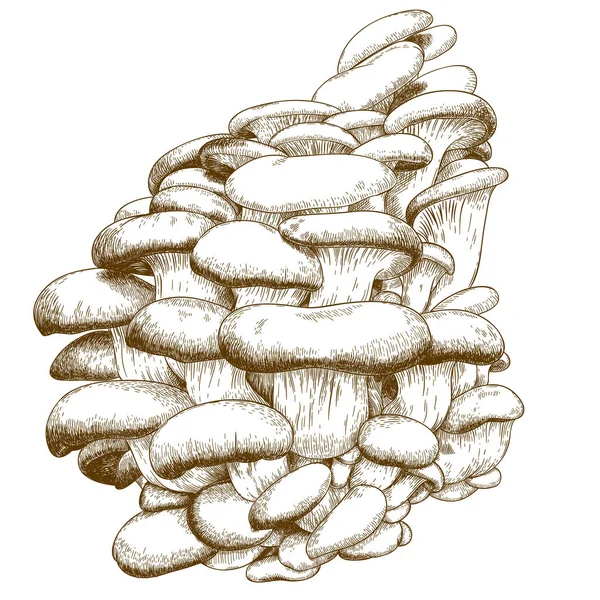 Gravure van illustratie van gewone oesterzwam — Stockvector