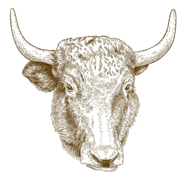 Grabado ilustración de la cabeza de yak — Vector de stock