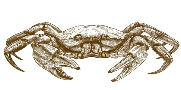 Gravura ilustração de caranguejo — Vetor de Stock