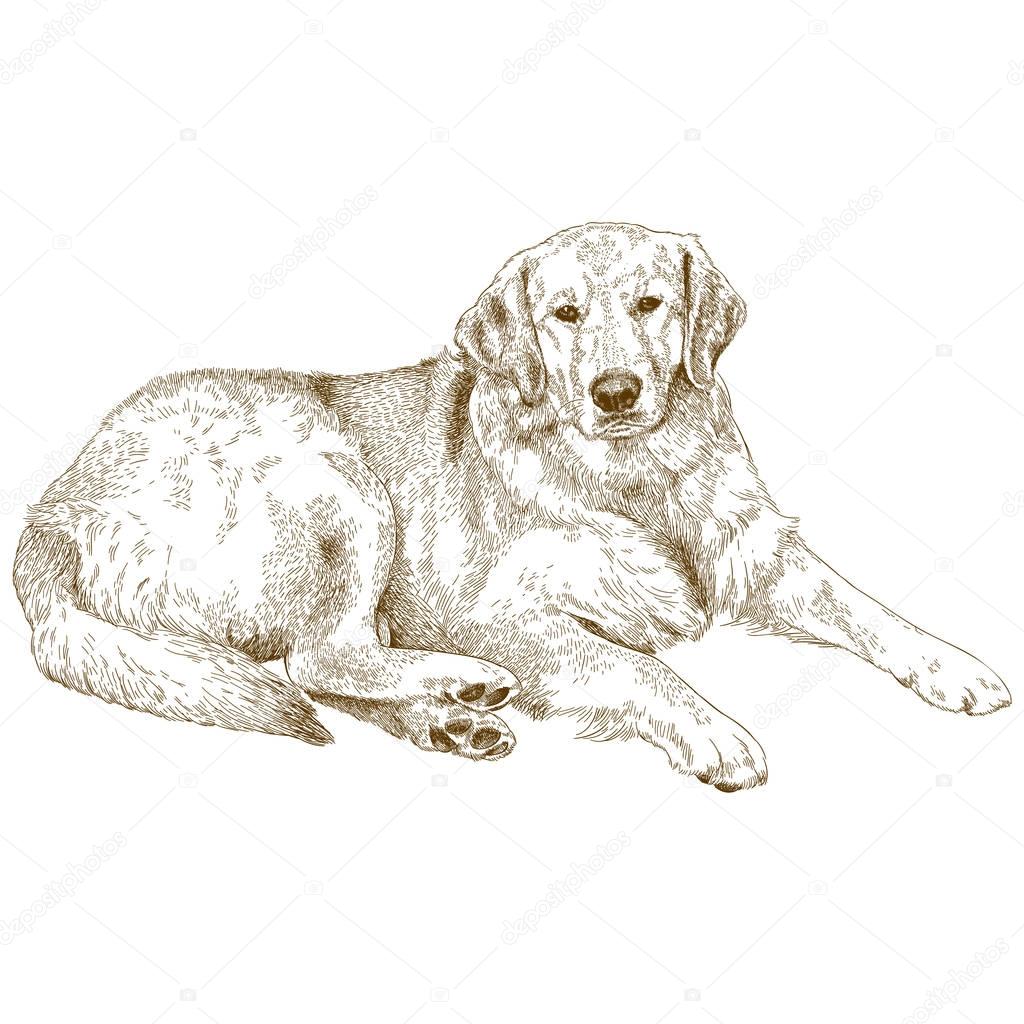 engraving  illustration of labrador