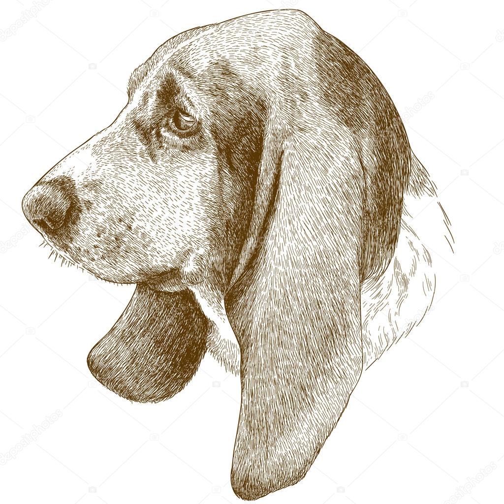 engraving antique illustration of basset hound head