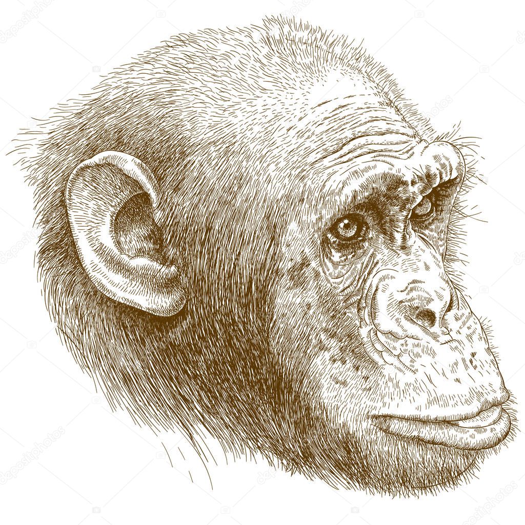 engraving illustration of chimp muzzle
