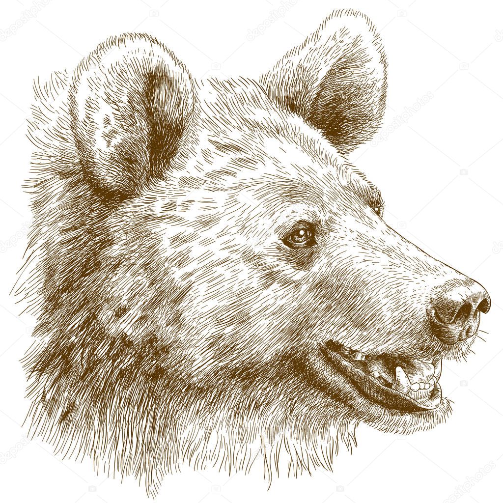 engraving  illustration of bear head