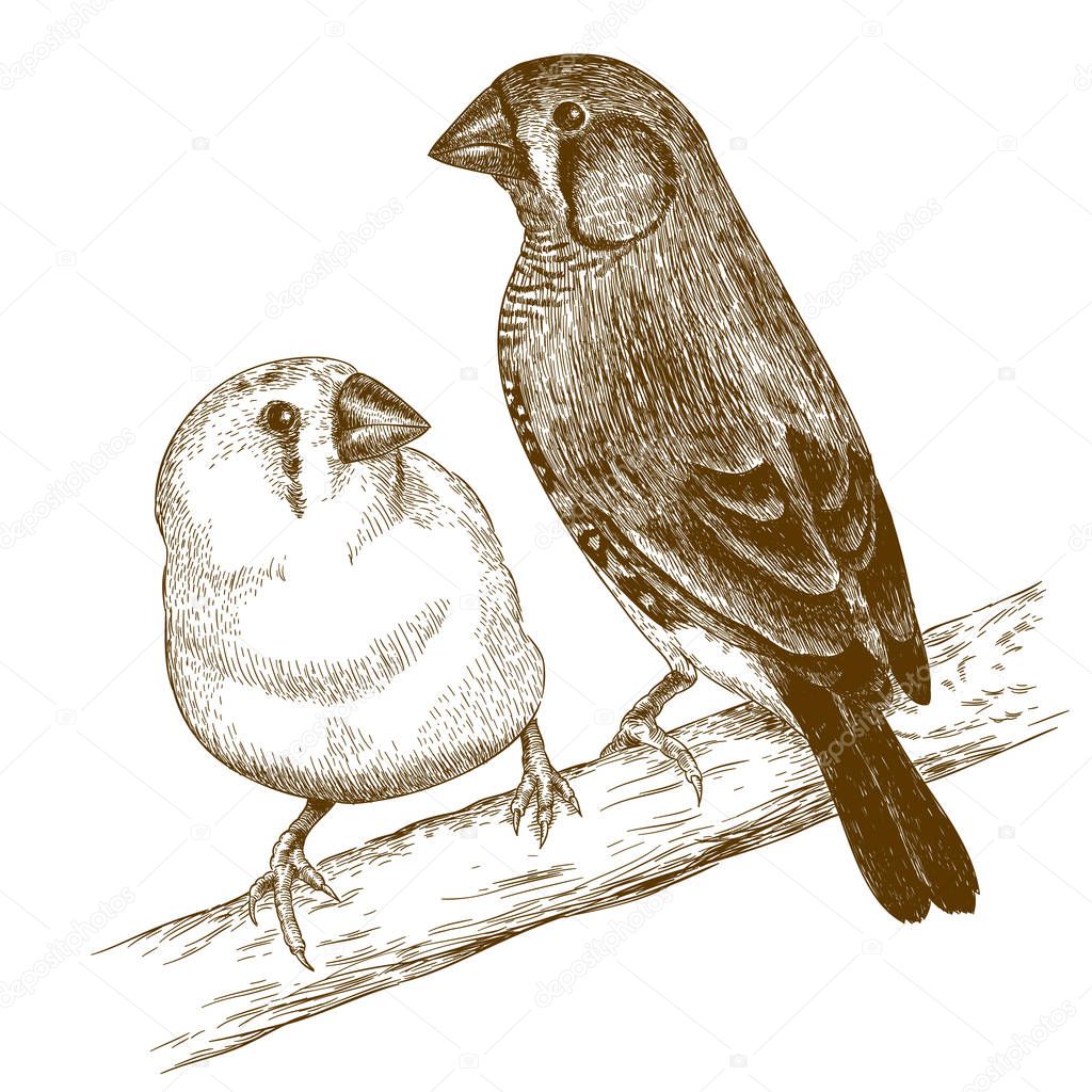 engraving  illustration of two japanese finches
