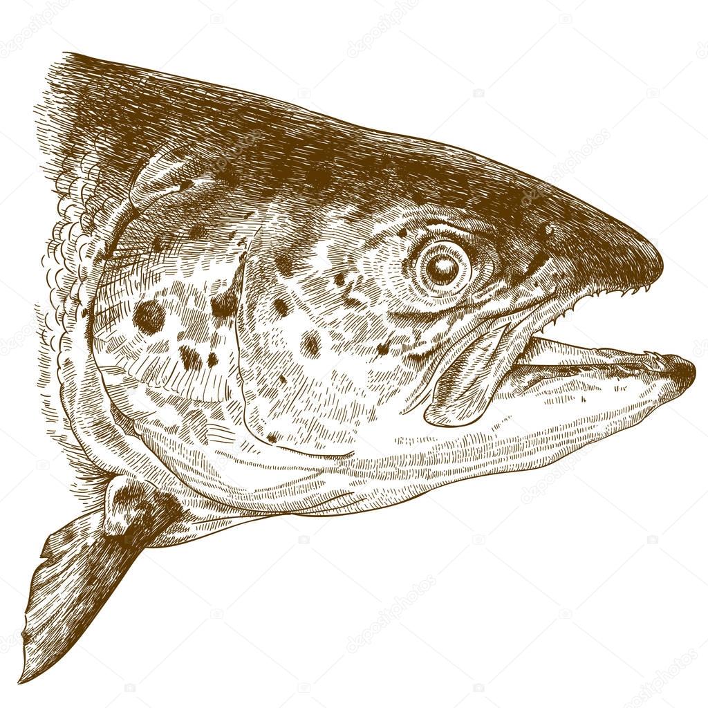engraving illustration of salmon head