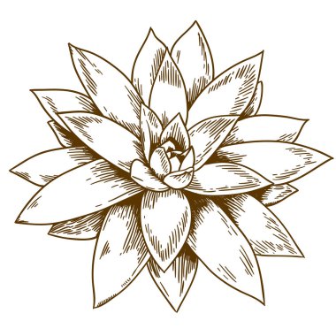 etli echeveria oyma çizimi