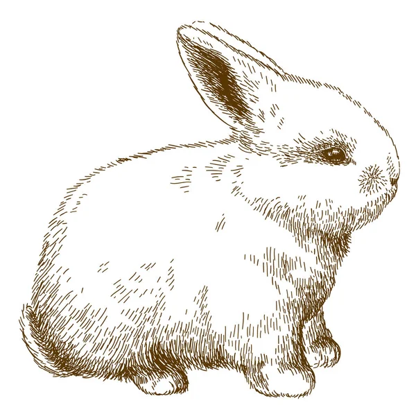 Gravura ilustração de coelho fofo —  Vetores de Stock