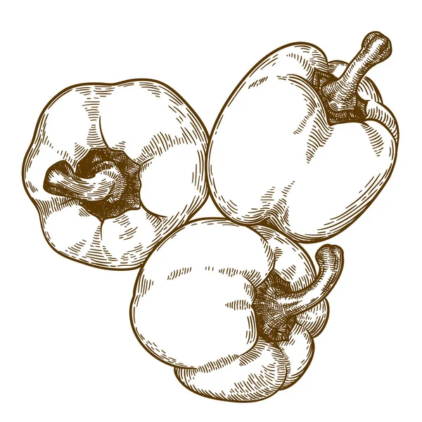 Engraving illustration of three bell pepper — Stock Vector