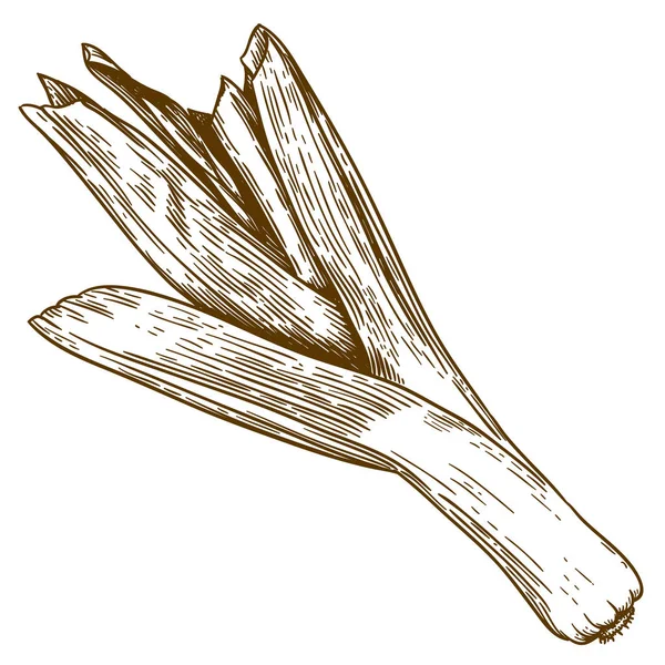 Гравірувальна ілюстрація цибулини-порею — стоковий вектор