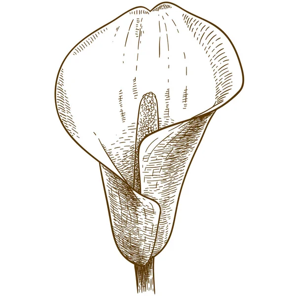Engraving illustration of calla flower — Stock Vector