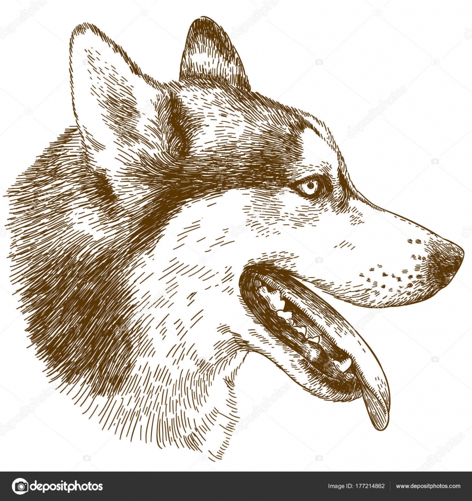 Wytrawianie Ilustracja Głowę Psa Husky Grafika Wektorowa