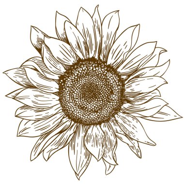 büyük ayçiçeği resmi çizim oyma