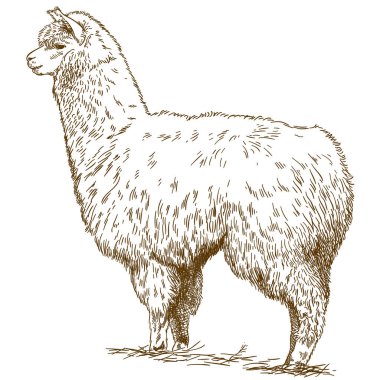 oyma kabarık Lama çizimi çizim