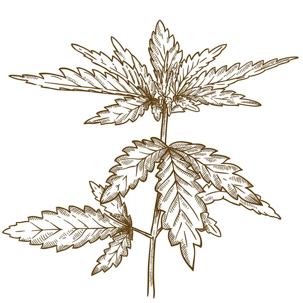 Gravyr illustration av cannabis leaf — Stock vektor