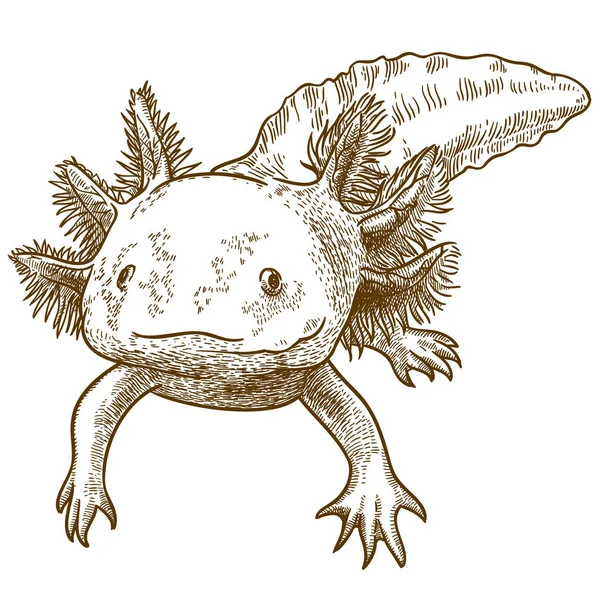 Grabado ilustración antigua de axolotl — Vector de stock