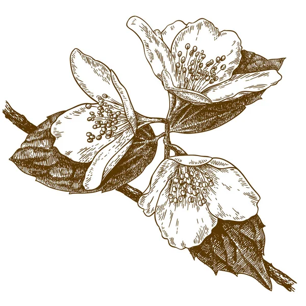 Gravure illustration de trois fleurs de jasmin — Image vectorielle