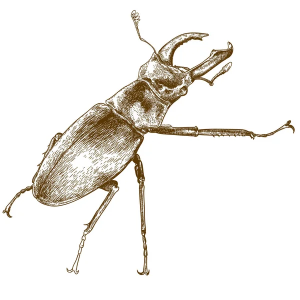 Gravura ilustração de cervos besouro — Vetor de Stock