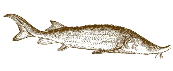 Gravírování obrázku jeseterovitých ryb — Stockový vektor