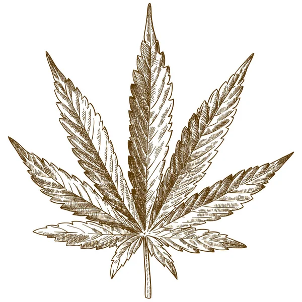 Esrar yaprak resmi çizim oyma