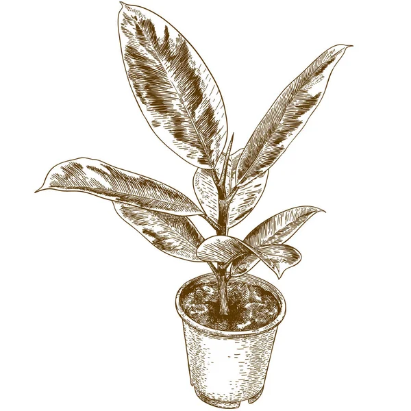 Stich Zeichnung Illustration von Ficus elastisch — Stockvektor
