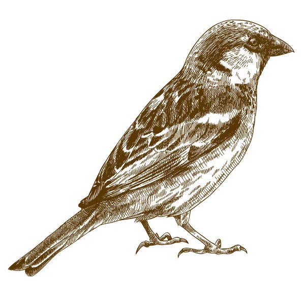 Gravure dessin illustration de moineau — Image vectorielle