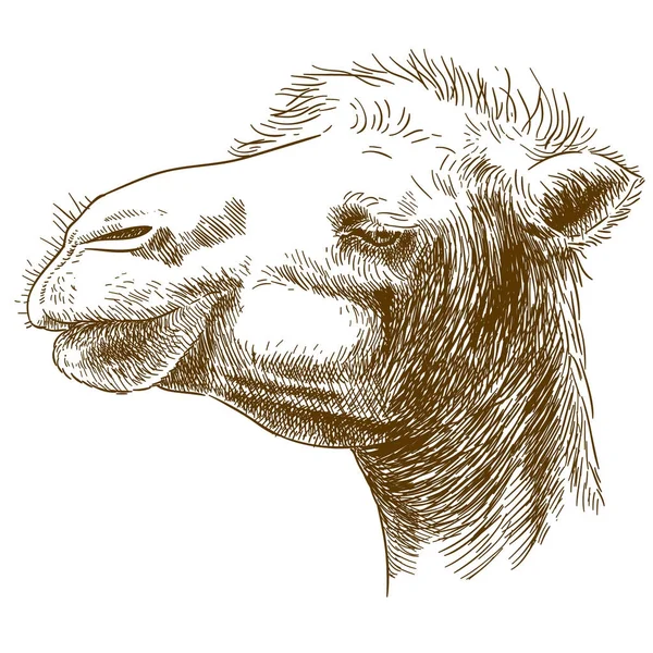 Illustratie van kameel hoofd gravure — Stockvector