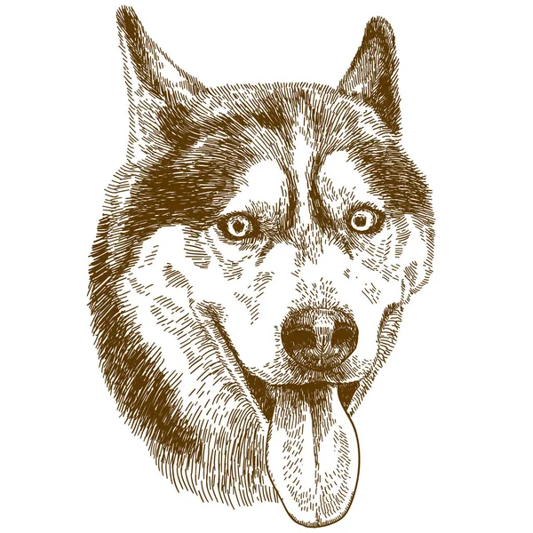 Gravyr ritning illustration av husky hunden huvud — Stock vektor