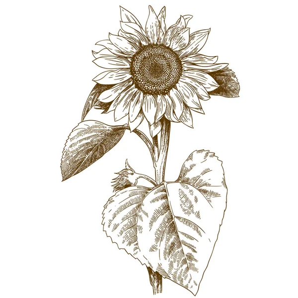 Ayçiçeği resmi oyma