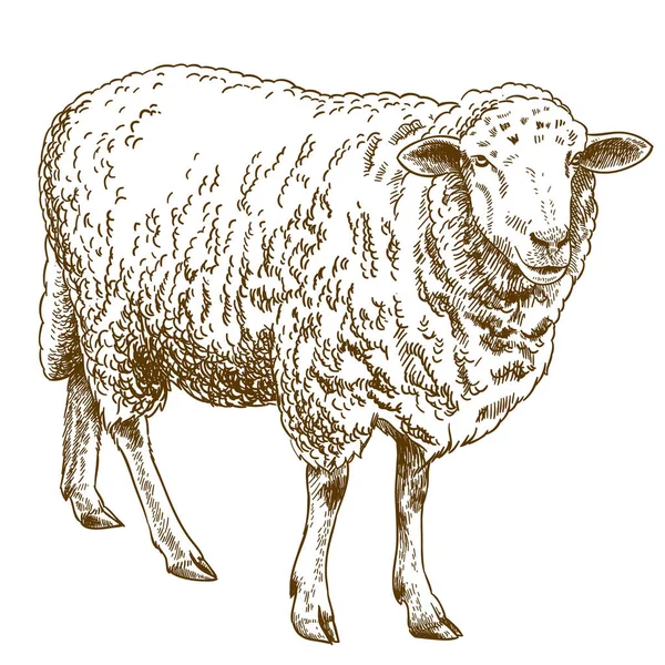 Гравировка рисунок овец — стоковый вектор